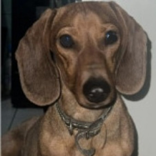 POPPY | Raza Dachshund o Salchicha  | Perdido