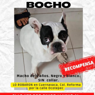 BOCHO | Raza Bulldog Francés  | Perdido