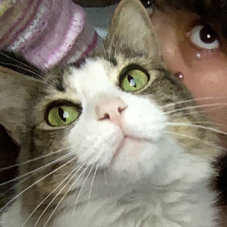 CARIÑO | Raza Doméstico Americano de pelo semilargo | Perdida