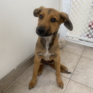  | Raza Mestiza | Encontrada