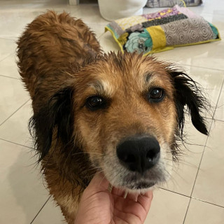 CANICA | Raza Mestiza, cruza de Pastor Alemán con Golden Retriever | Perdida
