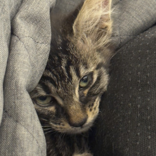  | Raza Doméstico Americano de pelo semilargo | Encontrada