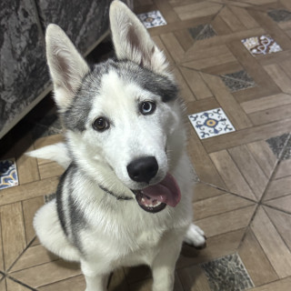 ATENEA | Raza Husky Siberiano | En Adopción