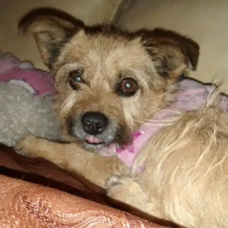 ZURI | Raza Yorkshire Terrier (Yorkie) | Perdida