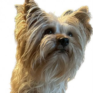 CAMILO | Raza Yorkshire Terrier (Yorkie) | Perdido