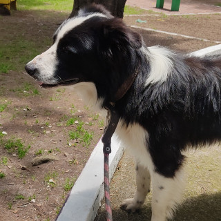  | Raza Border Collie  | Encontrado