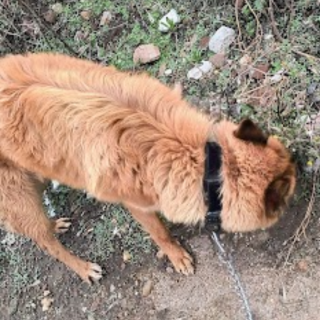 MALIK | Raza Mestizo, cruza de Pastor Belga Malinois | Perdido