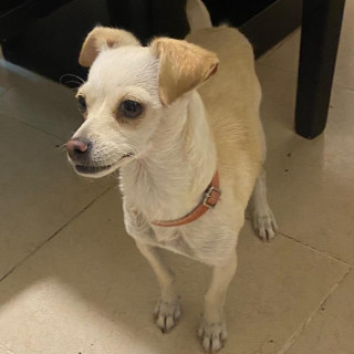  | Raza Mestiza, cruza de Chihuahua | Encontrada