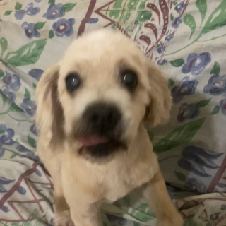 GIZMO | Raza Mestizo, cruza de Cocker Spaniel | Final Feliz