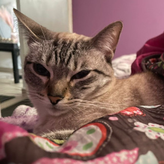 SUNI | Raza Aslan o Siamés moderno, punto tabby | Final Feliz