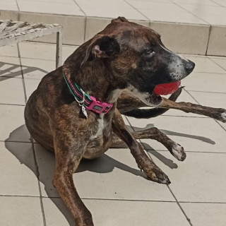 RAMITA | Raza Mestiza, cruza de American Pitbull Terrier con Bóxer | Final Feliz