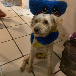 TINTÍN | Raza Maltés | Perdido