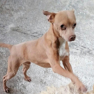 CHILAQUIL | Raza Chihuahua | Perdido