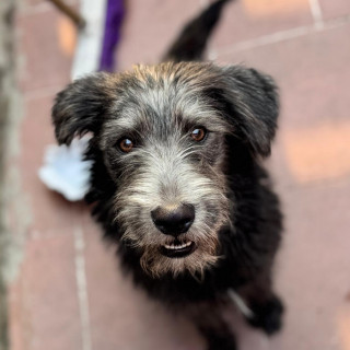 SIRIUS | Raza Mestizo | En Adopción