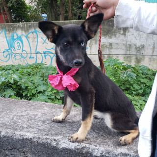 RIANA | Raza Mestiza | En Adopción