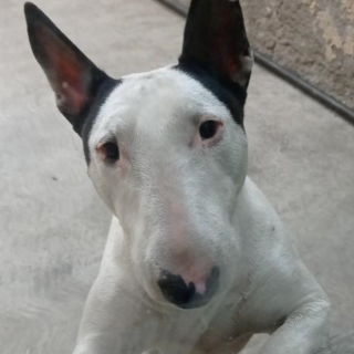 ICE | Raza Bull Terrier Inglés | Perdida