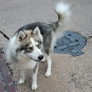  | Raza Husky Siberiano | Encontrada