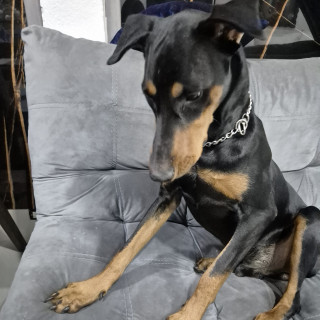 FIRU | Raza Dóberman Pinscher | Perdido