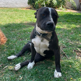 LOLA | Raza American Pitbull Terrier | Perdida