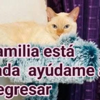 PUCHO | Raza Aslan o Siamés moderno, punto flama | Perdido