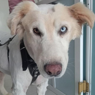  | Raza Mestizo | Encontrado