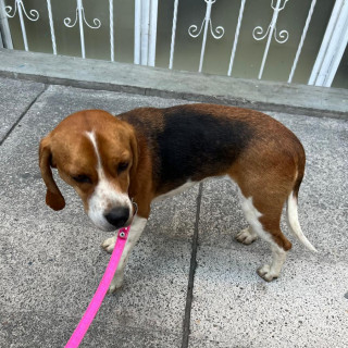  | Raza Beagle | Encontrada