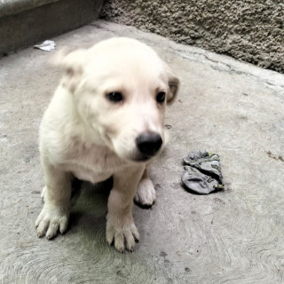 HERMOSO PELUDITO | Raza Mestizo, cruza de Labrador | En Adopción