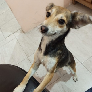  | Raza Mestiza | Encontrada