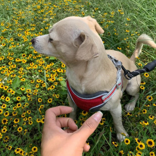 NACHITO | Raza Chihuahua | Perdido