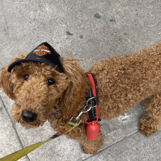 TEDDY | Raza French Poodle o Caniche | Final Feliz