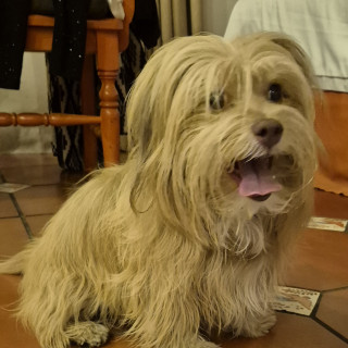  | Raza Mestiza, posible cruza de Shih Tzu | Encontrada