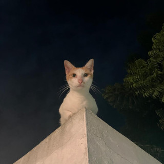 KIRA | Raza Doméstico Americano de pelo corto | Final Feliz