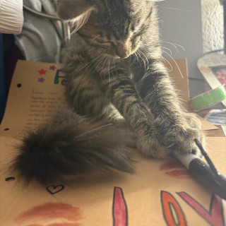 BETITO | Raza Doméstico Américano de Pelo Corto | Perdido