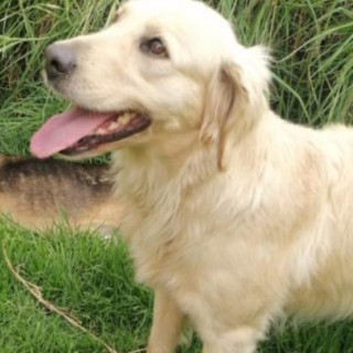 RAMONA | Raza Mestiza, cruza de Golden Retriever | Final Feliz