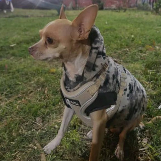 ZEUS | Raza Chihuahua | Perdido