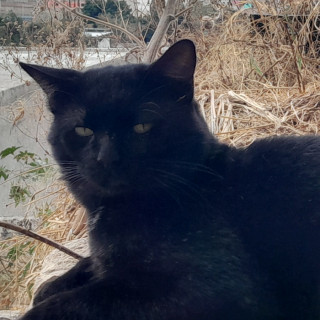 TOMMY | Raza Bombay | Perdido