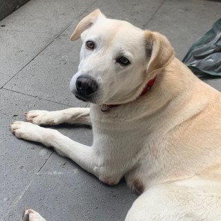  | Raza Mestiza, cruza de Labrador | Encontrada