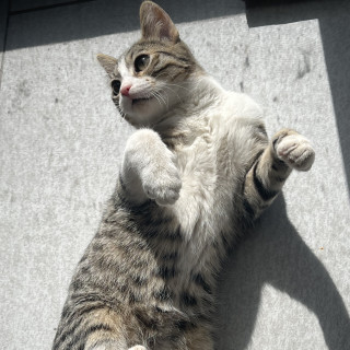 TOMÁS | Raza Doméstico Américano de Pelo Corto | Perdido