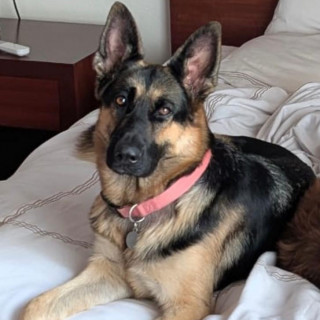 GAIA | Raza Pastor Alemán | Perdida