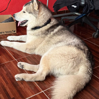 BALTO | Raza Mestizo, cruza de Husky con Malamute de Alaska | En Adopción
