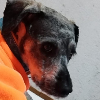 PUMBA | Raza Mestizo,  cruza de Schnauzer | Perdido