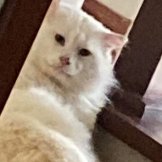 TOMOE | Raza Angora Turco | Perdido