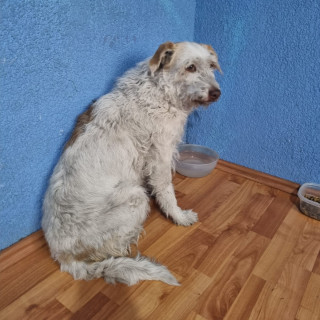  | Raza Mestiza | Encontrada