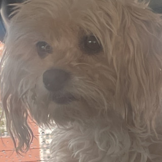 LALA | Raza Mestiza, cruza de French Poodle con Chihuahua | Perdida