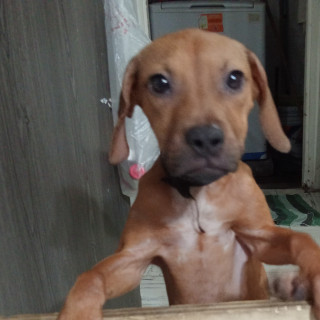 SÁHARA | Raza Mestiza | En Adopción