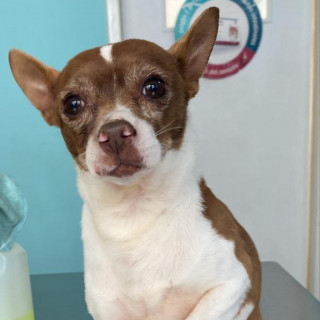 | Raza Chihuahua | Final Feliz