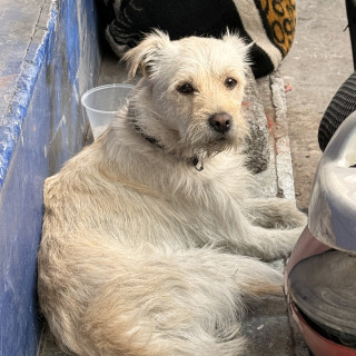 Foto de HERMOSO PELUDITO