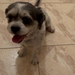 MANCHAS | Raza Shih Tzu  | Perdido