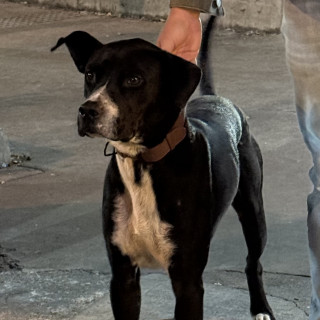  | Raza Mestizo, cruza de American Pitbull Terrier | Encontrado