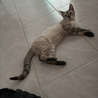 HARU | Raza Aslan o Siamés moderno, punto tabby | Perdida